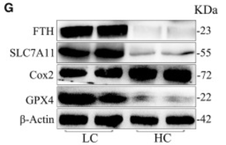GPX4 Antibody - Figure 4 High concentrate diets induce oxidative stress and ferroptosis in the mammary tissue of dairy goats (A) SOD enzyme activity in mammary tissue of the LC group and HC dairy goats.