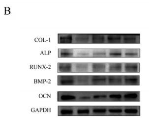 BMP2 Antibody - Figure 5.