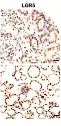 LGR5 Antibody - Fig.