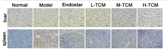 Phospho-STAT3 (Tyr705) Antibody - Fig.