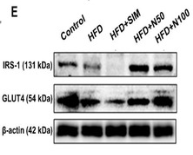 Glut 4 Antibody - Figure 2.
