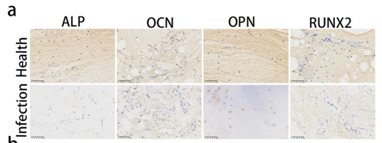 RUNX2 Antibody - Fig.