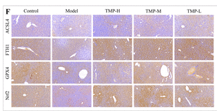 Nrf2 mouse monoclonal Antibody - Figure 9.