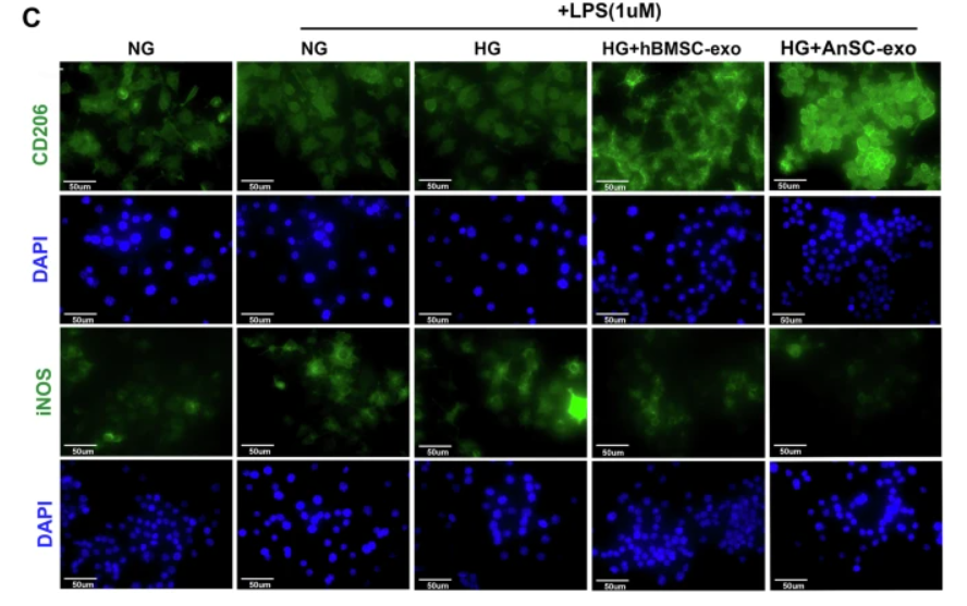 iNOS Antibody - Fig.