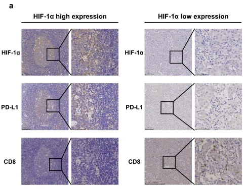 CD8 Antibody - Fig.