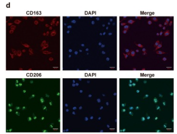 CD163 Antibody - Fig.