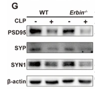 Synaptophysin Antibody - Fig.