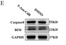 Caspase 8 Antibody - Figure 3.