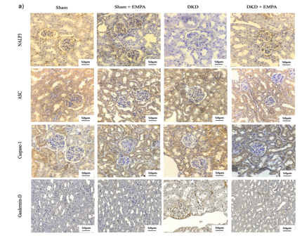 NLRP3 Mouse monoclonal Antibody - Figure 5.