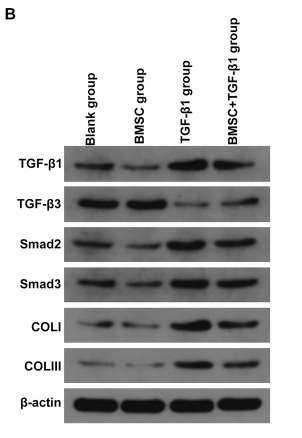 Smad2 Antibody - Fig.