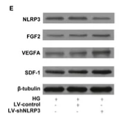 FGF2 Antibody - Figure 3 LV-shNLRP3 prolong the survival and the paracrine function of ASCs.