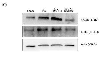 AGER/RAGE Antibody - Fig.