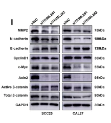 E-cadherin Antibody - Fig.