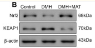 Nrf2 Antibody - Figure 3.