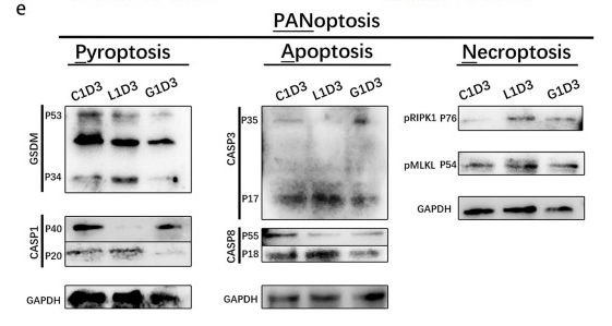 Cox1 Antibody - Fig.
