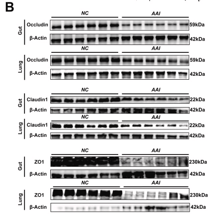 Claudin 1 Antibody - Fig.
