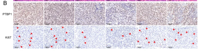 PTBP1 Antibody - Fig.