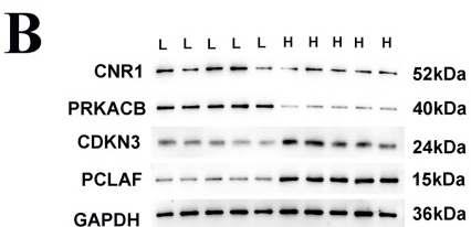 PKA alpha/beta/gamma CAT Antibody - FIGURE 9.