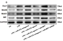 DRP1 Antibody - Figure 4 miR-27b reduces mitochondrial fission by targeting Mff.