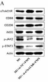Phospho-STAT3 (Tyr705) Antibody - Fig.