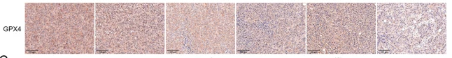 GPX4 Antibody - Fig.
