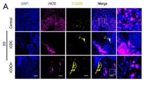 iNOS Antibody - FIGURE 4 Histological and transcriptomic analyses.