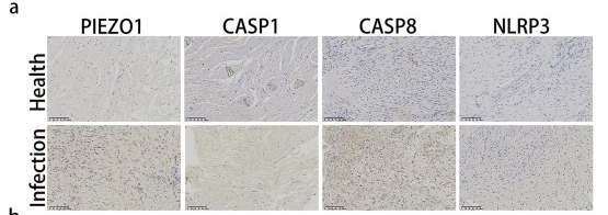 NLRP3 Antibody - Fig.