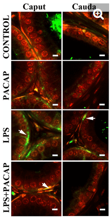 F4/80 Antibody - Figure 7.