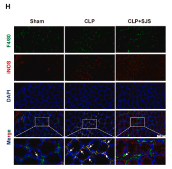 F4/80 Antibody - Fig.