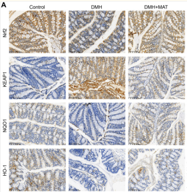 Nrf2 Antibody - Figure 3.