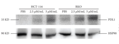 PD-L1 Antibody - Figures 7.