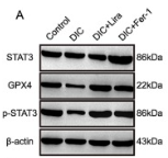 GPX4 Antibody - Fig.