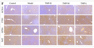 FTH1 Antibody - Figure 9.