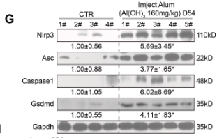 GSDMD Antibody - Fig.