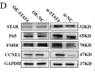 FSHR Antibody - Figure 2.