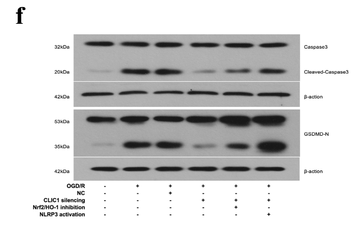 GSDMD Antibody - Fig 4.