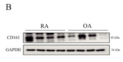 CD161 Antibody - Fig.