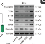 HAMP Antibody - Figure 3.