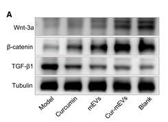 WNT3A Antibody - Figure 6.