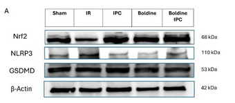 GSDMD Antibody - Figure 3.