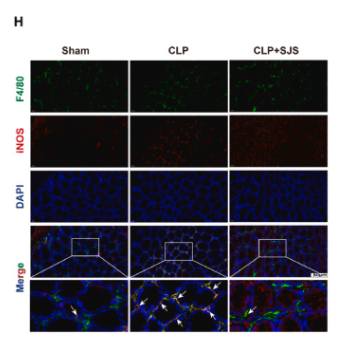 iNOS Antibody - Fig.