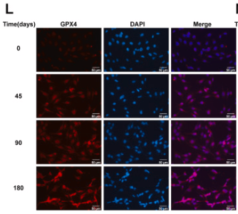 GPX4 Antibody - Fig.