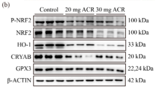 Phospho-Nrf2 (Ser40) Antibody - Figure 6.