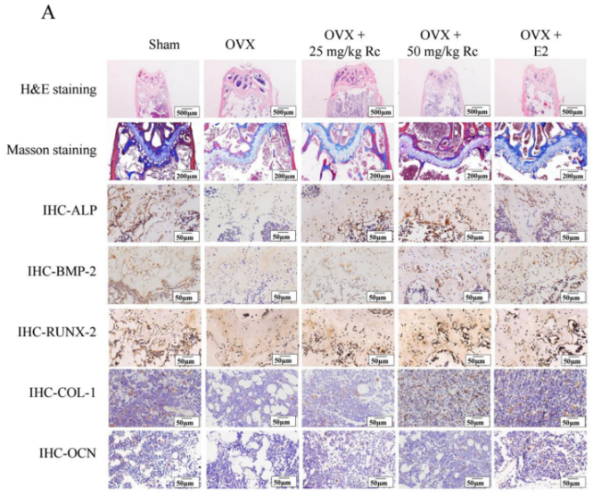 BMP2 Antibody - Figure 4.
