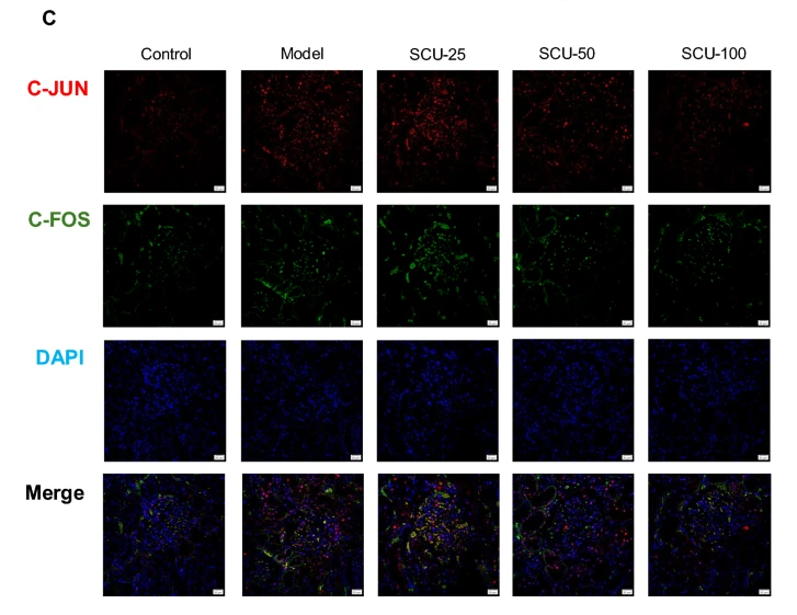 c-Jun Antibody - Fig.