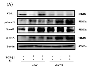 Smad3 Antibody - Fig.