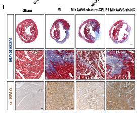 alpha-SMA Antibody - Figure 2.