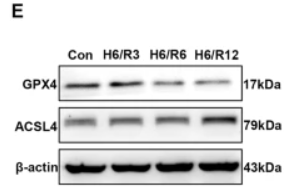 GPX4 Antibody - Fig.