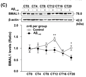BMAL1 Antibody - FIGURE 2 The rhythmicity of Bmal1 transcript and its protein levels are disrupted in APP/PS1 mice and Aβ1-42-treated HT22 cells.