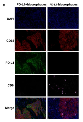 CD8 Antibody - Fig.